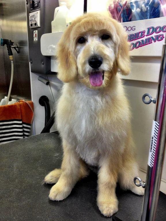 Scrub A Dub Mobile Dog Grooming El Paso TX 79912 9153195969